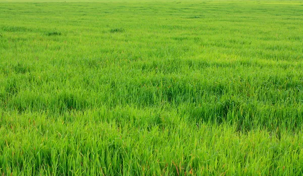 Trawa trawnik — Zdjęcie stockowe