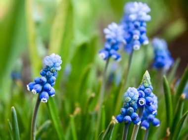 sümbül muscari