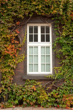 Leaves around the window