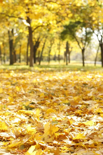 Colorful autumn — Stock Photo, Image