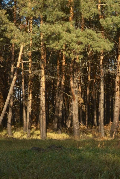 Coniferous wood — Stock Photo, Image