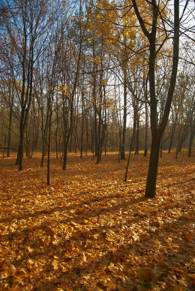 Kleurrijke herfst in het hout — Stockfoto