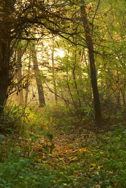 Ścieżka do lasu — Zdjęcie stockowe