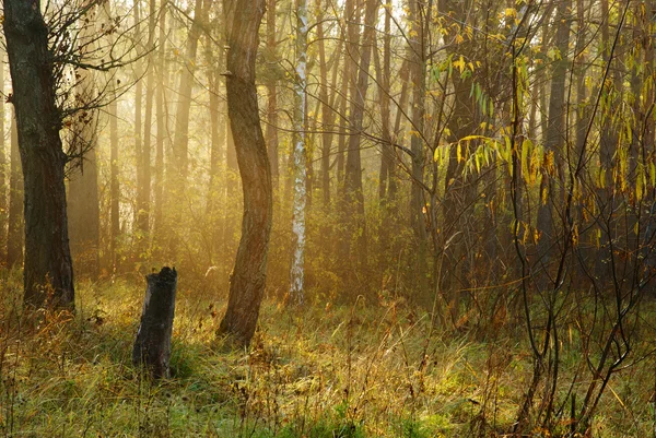 Morning in the wood — Stock Photo, Image