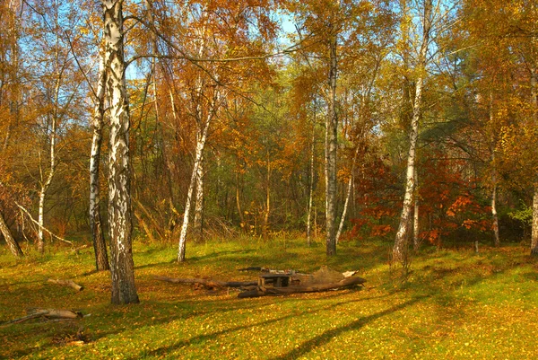 Красочная поляна в лесу — стоковое фото