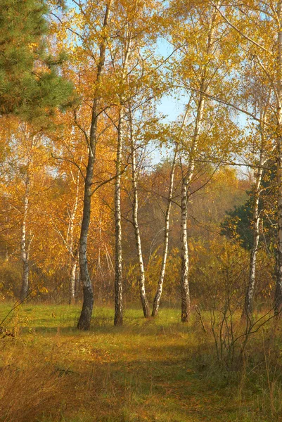 Bouleaux colorés dans le bois — Photo