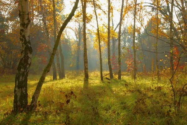 Утро в лесу — стоковое фото