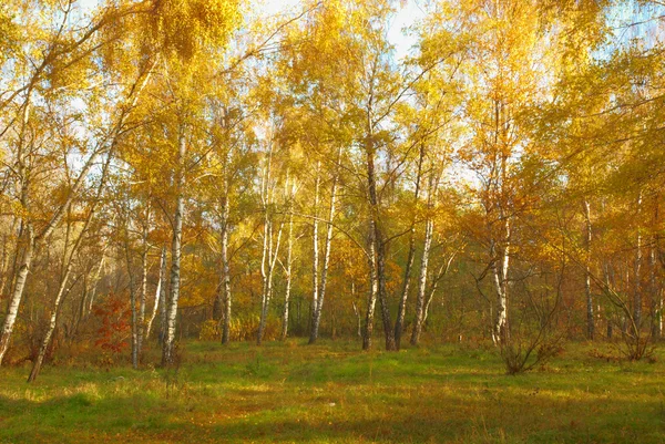 Kleurrijke berken in het bos — Stockfoto