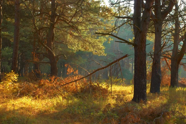 Сломанная ветка в лесу — стоковое фото