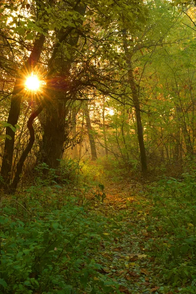 Camino hacia el bosque — Foto de Stock