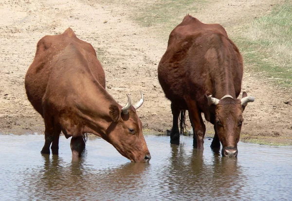 Krávy na zalévání místo — Stock fotografie