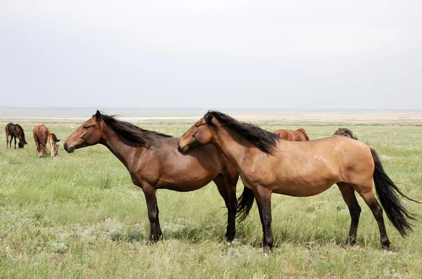Horses on a pasture — Stock Photo, Image