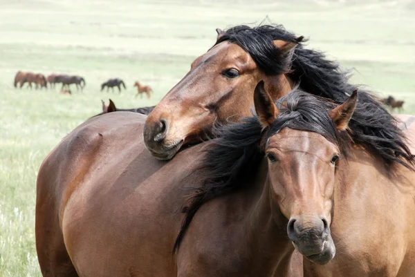 牧草地に馬 ロイヤリティフリーのストック画像