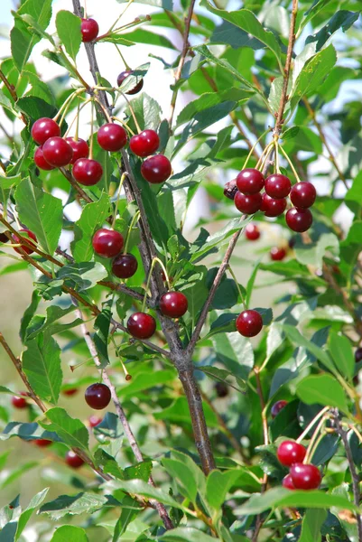 stock image Cherry