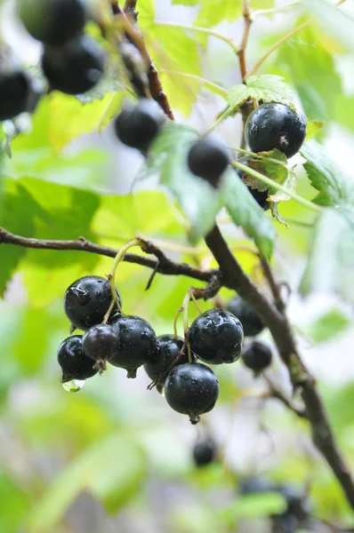 Black currant after a rain — Stock Photo, Image