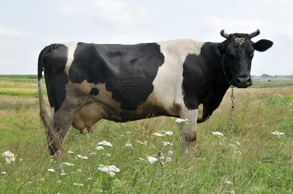 牛 ロイヤリティフリーのストック写真