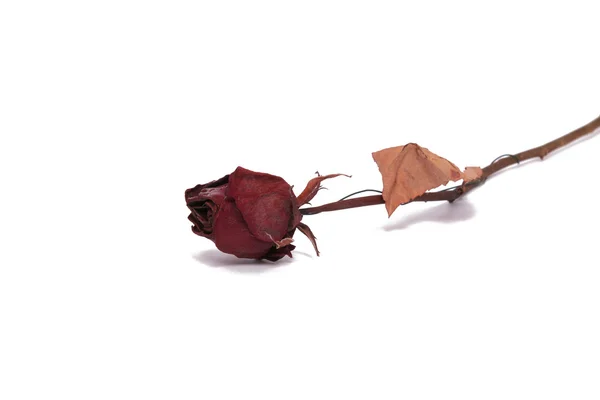 stock image Dried Rose