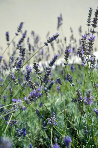 Image of a beautiful shrub of lavender
