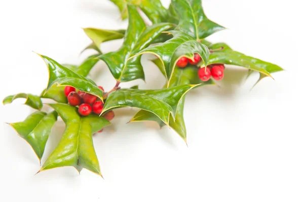 Noel yeşil çatı ile izole holly berry — Stok fotoğraf