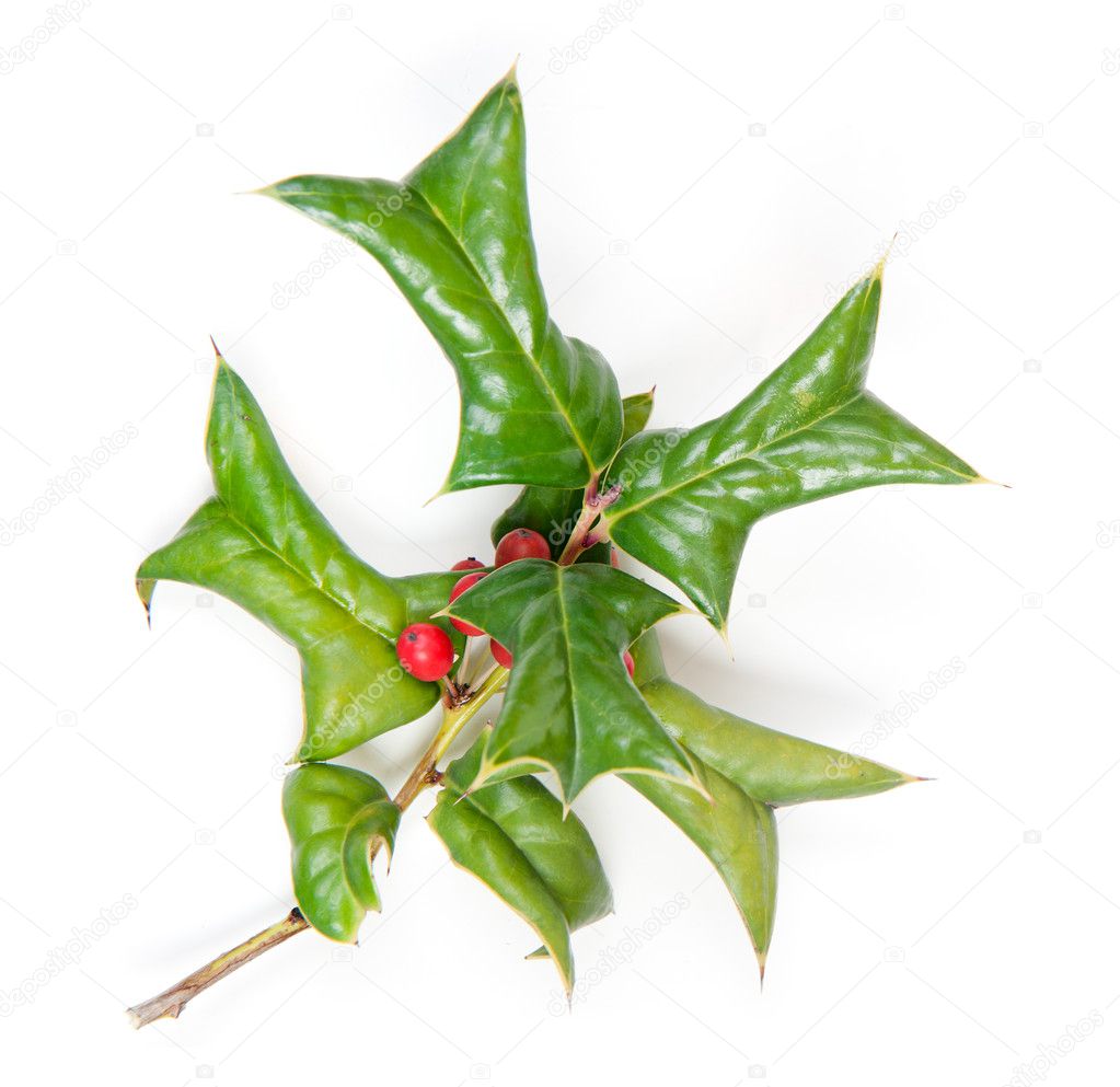 Holly ivy and pine needles isolated on white