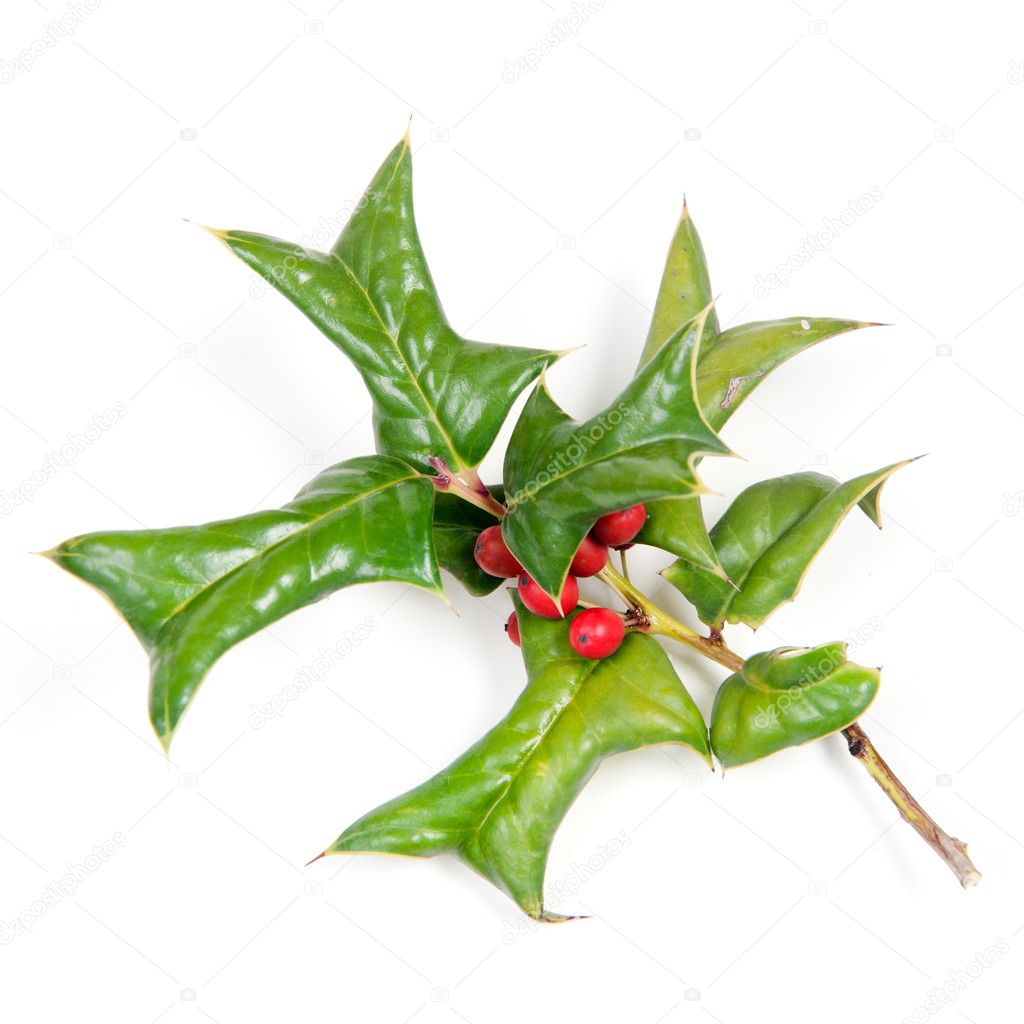 Sprig of holly many ripe red berries isolated against white