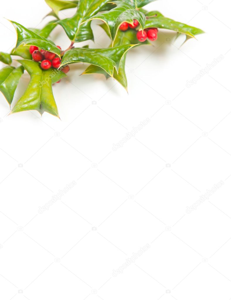 Christmas green framework with holly berry isolated
