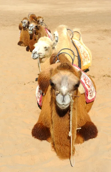 Верблюды в пустыне — стоковое фото