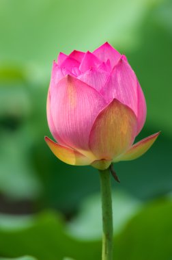 pembe lotus