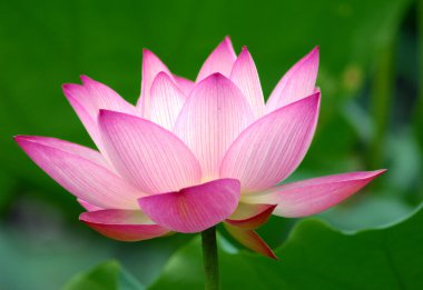 pembe lotus