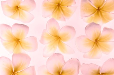 sıvı kabarcıkları ile Frangipani veya plumeria tropikal çiçek