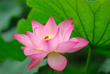 Pink lotus flower among green foliage clipart