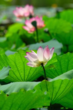 pembe lotus