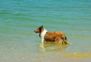 Collie köpek sahilde