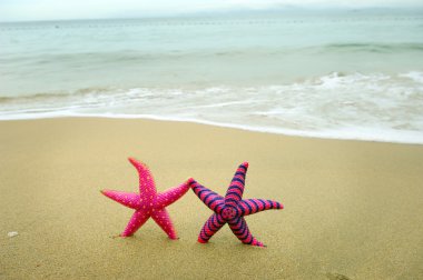 Two starfish sitting on beach clipart