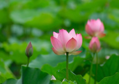 pembe lotus