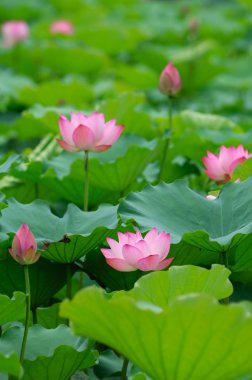 pembe lotus