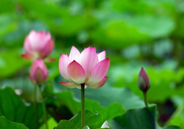 pembe lotus