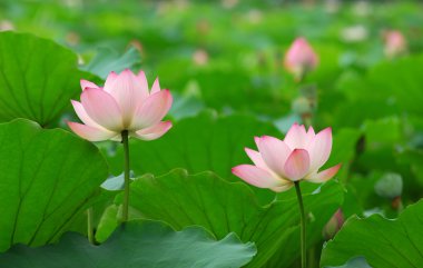 pembe lotus