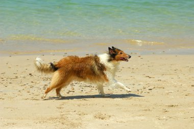 Collie köpek sahilde