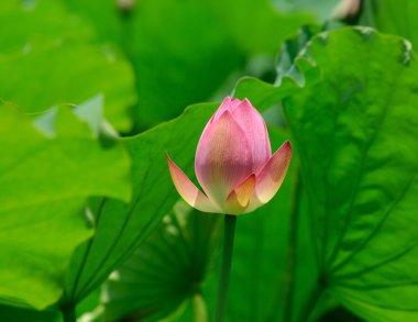 pembe lotus