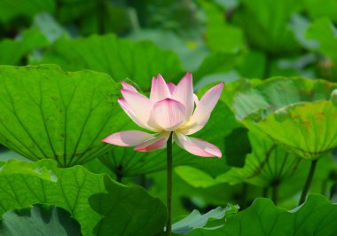 pembe lotus