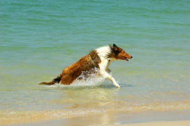 Collie köpek sahilde