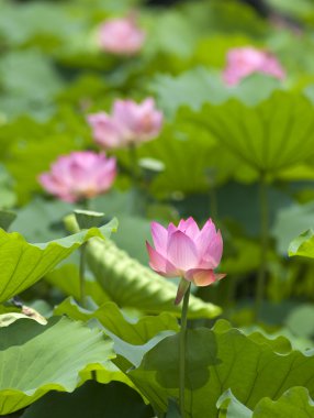 pembe lotus