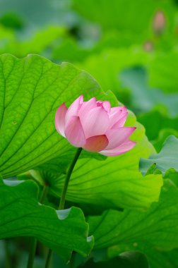 pembe lotus