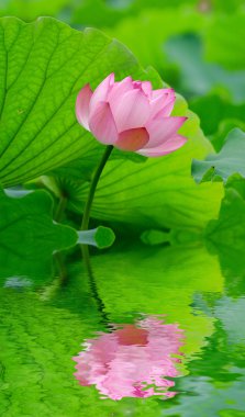 pembe lotus