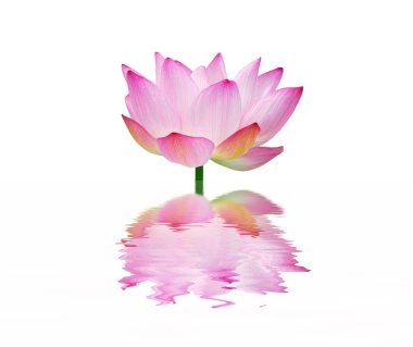 pembe lotus