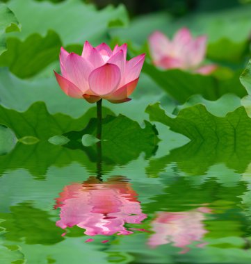 pembe lotus