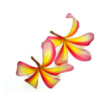 Frangipani veya plumeria tropikal çiçek