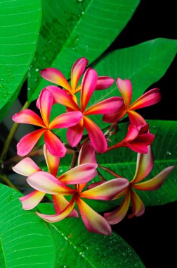 Pink Plumeria Flowers clipart