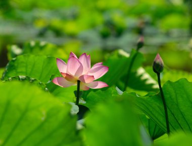 pembe lotus